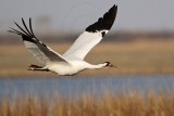 _MG_2456 Whooping Crane - Scarbabys mate.jpg