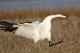 _MG_2488 Whooping Crane - Scarbabys mate.jpg