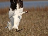 _MG_2489 Whooping Crane - Scarbabys mate.jpg