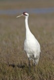 _MG_2525 Whooping Crane - Scarbaby.jpg