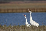 _MG_2864 Whooping Crane - Scarbaby & mate.jpg