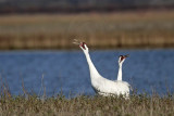 _MG_2879 Whooping Crane - Scarbaby & mate.jpg