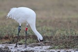 _MG_1879 Whooping Crane.jpg