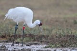 _MG_1885 Whooping Crane.jpg