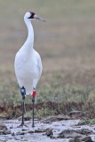 _MG_1901 Whooping Crane.jpg
