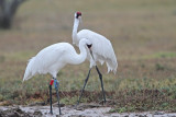 _MG_1910 Whooping Crane.jpg