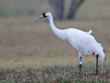 _MG_2138 Whooping Crane.jpg