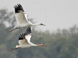 _MG_2328 Whooping Crane.jpg