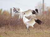 _MG_5598 Whooping Crane.jpg