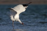 _MG_7847 Whooping Crane.jpg