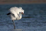 _MG_7852 Whooping Crane.jpg