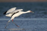 _MG_8098 Whooping Crane.jpg