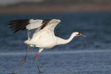 _MG_8099 Whooping Crane.jpg