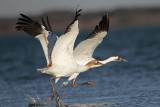 _MG_8107 Whooping Crane.jpg