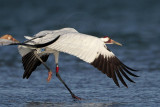 _MG_8111 Whooping Crane.jpg