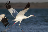 _MG_8112 Whooping Crane.jpg