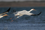 _MG_8113 Whooping Crane.jpg
