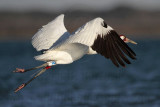 _MG_8114 Whooping Crane.jpg