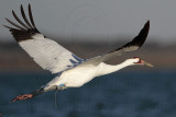 _MG_8115 Whooping Crane.jpg