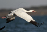 _MG_8116 Whooping Crane.jpg
