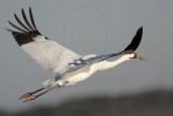 _MG_8120 Whooping Crane.jpg