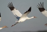 _MG_8122 Whooping Crane.jpg