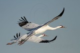 _MG_8133 Whooping Crane.jpg