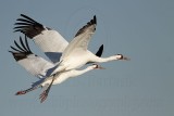 _MG_8135 Whooping Crane.jpg