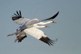 _MG_8136 Whooping Crane.jpg