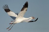 _MG_8138 Whooping Crane.jpg
