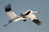 _MG_8141 Whooping Crane.jpg
