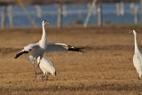 _MG_8215 Whooping Crane.jpg