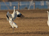 _MG_8216 Whooping Crane.jpg