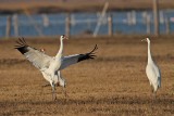 _MG_8217 Whooping Crane.jpg