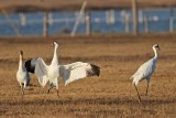 _MG_8233 Whooping Crane.jpg