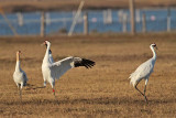 _MG_8234 Whooping Crane.jpg