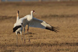 _MG_8268 Whooping Crane.jpg