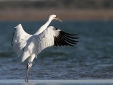_MG_9462 Whooping Crane.jpg