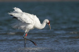 _MG_9535 Whooping Crane.jpg