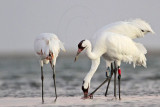 _MG_0431 Whooping Crane.jpg