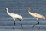 _MG_3743 Whooping Crane.jpg