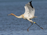 _MG_4240 Whooping Crane.jpg