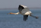 _MG_4245 Whooping Crane.jpg