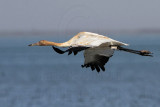 _MG_4247 Whooping Crane.jpg