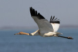 _MG_4249 Whooping Crane.jpg