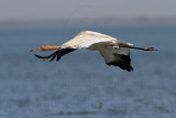 _MG_4253 Whooping Crane.jpg