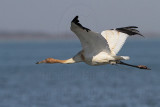 _MG_4254 Whooping Crane.jpg