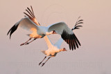 _MG_8377 Whooping Crane.jpg