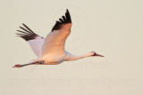 _MG_8419 Whooping Crane.jpg
