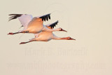 _MG_8431 Whooping Crane.jpg